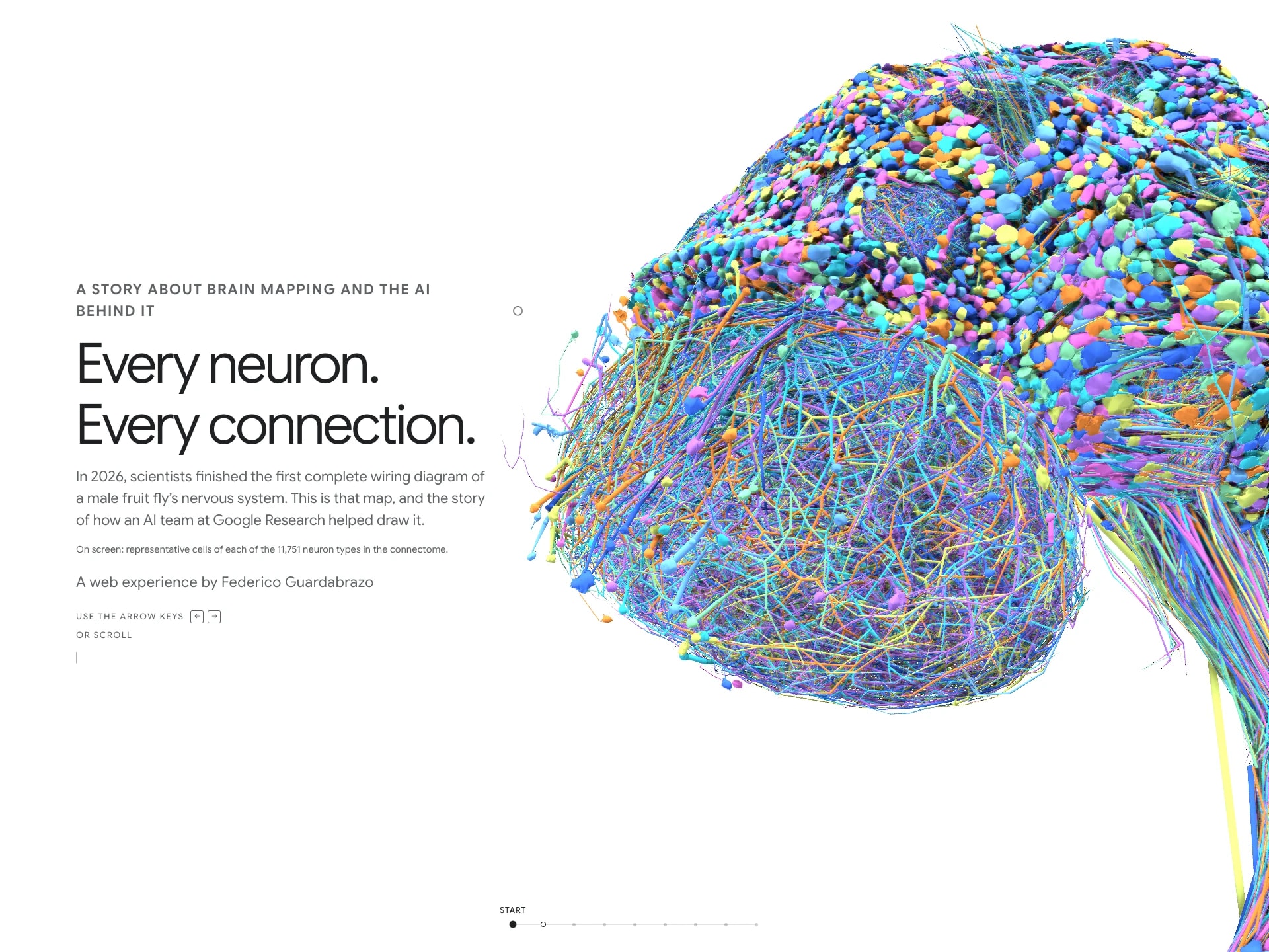 Every neuron, every connection