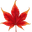Momiji — A maple from dawn to moonlight favicon
